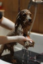 Washing a small dog in a grooming salon.