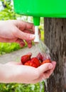 Washing strawberries from a washstand in the country Royalty Free Stock Photo