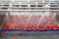 Washing strawberry at factory with automatic machine. Royalty Free Stock Photo