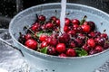 Washing sweet cherries in metal colander under water jet close-up. Royalty Free Stock Photo