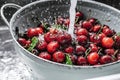 Washing sweet cherries in metal colander under water jet close-up. Royalty Free Stock Photo