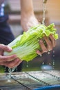 Washing under the clear water of green cabbage cabbage leaves in the kitchen, organic healthy food