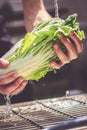 Washing under the clear water of green cabbage cabbage leaves in the kitchen, organic healthy food Royalty Free Stock Photo