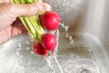 Washing vegetables, human hand holding a bunch of radishes under Royalty Free Stock Photo