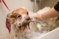 washing yorkshire terrier in front of haircut professional hairdresser. dog wash before shearing.