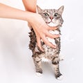 Washing your pet in the bathroom