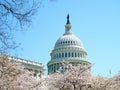 Washington cherry blossoms and dome of Capitol April 2010 Royalty Free Stock Photo