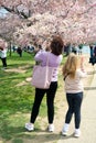 Washington Citizens and Visitors Celebrate Cherry Blossom in the Tidal Pool at the Jefferson Memorial