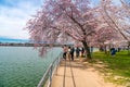 Washington Citizens and Visitors Celebrate Cherry Blossom in the Tidal Pool at the Jefferson Memorial