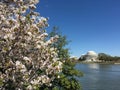 Washington D.C. Cherry Blossom Scenery III Royalty Free Stock Photo