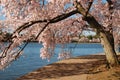 Washington D.C. Cherry Trees