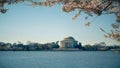 Washington`s thomas jefferson memorial with cherry blossoms branches above it Royalty Free Stock Photo