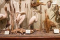 Bird species in north america exhibition in Smithsonian National Museum of Natural History in