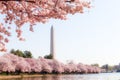 Washington DC Ã¢â¬â April 4, 2019: Cherry blossom festival with Washington memorial around the tidal basin Royalty Free Stock Photo