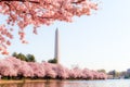Washington DC Ã¢â¬â April 4, 2019: Cherry blossom festival with Washington memorial around the tidal basin Royalty Free Stock Photo