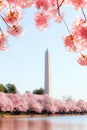 Washington DC Ã¢â¬â April 4, 2019: Cherry blossom festival with Washington memorial around the tidal basin Royalty Free Stock Photo