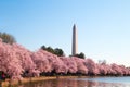 Washington DC Ã¢â¬â April 4, 2019: Cherry blossom festival with Washington memorial around the tidal basin Royalty Free Stock Photo