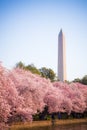 Washington DC Ã¢â¬â April 4, 2019: Cherry blossom festival with Washington memorial around the tidal basin Royalty Free Stock Photo