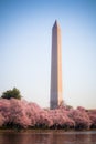 Washington DC Ã¢â¬â April 4, 2019: Cherry blossom festival with Washington memorial around the tidal basin Royalty Free Stock Photo