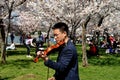 Washington, DC: Asian Violinist at Tidal Basin Royalty Free Stock Photo