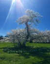 Cherry Trees Basking in the Sun Rays Royalty Free Stock Photo