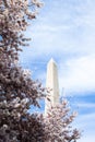 Washington DC cherry blossom with lake and Washington Monument.
