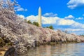 Washington DC cherry blossom and Washington Monument.