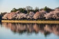 Washington DC Cherry Trees Blossom Around Tidal Basin Royalty Free Stock Photo