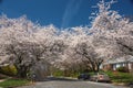 Cherry blossom trees line the neighborhood USA 4 Royalty Free Stock Photo