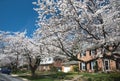 Cherry blossom trees line the neighborhood USA 5 Royalty Free Stock Photo