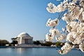 Washington DC Jefferson Memorial Blossoms Royalty Free Stock Photo