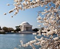 Washington DC Jefferson Memorial Blossoms Royalty Free Stock Photo