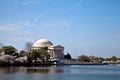 Washington DC Jefferson Memorial Blossoms Royalty Free Stock Photo