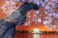 Washington, DC at the Jefferson Memorial during Spring Royalty Free Stock Photo