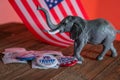 Washington DC--July 4, 2020; Donald Trump and Mike Pence campaign buttons on I voted stickers with toy GOP republican elephant and