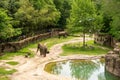 Washington DC - May 11, 2019: Elephants walk around in their habitat in the Smithsonian National Zoo on a spring day