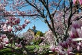 Washington DC - May 1, 2018: Flowering magnolia blossom trees frame the Smithsonian Castle on the National Mall in Washington DC
