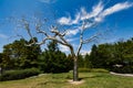 WASHINGTON, DC - Metal tree in the National Gallery of Art Sculpture Garden