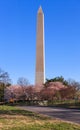 Washington DC Monument with Cherry Trees Royalty Free Stock Photo