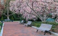 Washington DC Sidewalk Spring Bloom