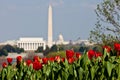Washington DC Skyline with Tulips