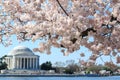 Washington DC, Thomas Jefferson Memorial during Cherry Blossom F Royalty Free Stock Photo