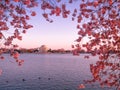 Jefferson Memorial during the spring cherry blossom season Royalty Free Stock Photo