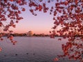 Jefferson Memorial during the spring cherry blossom season Royalty Free Stock Photo