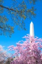 Washington, DC, USA - April 1, 2019: Washington Monument, cherry blossom festival