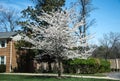 Cherry blossom trees line the neighborhood USA 6 Royalty Free Stock Photo