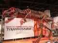 WASHINGTON DC, USA - JUNE 14, 2018: The Fossils tyrannosaurus at the National Museum Washington D.C.,USA Royalty Free Stock Photo