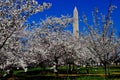 Washington, DC: The Washington Monument