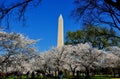 Washington, DC: Washington Monument and Flowering Cherry Trees