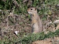 Washington Ground Squirrel - Urocitellus washingtoni Royalty Free Stock Photo